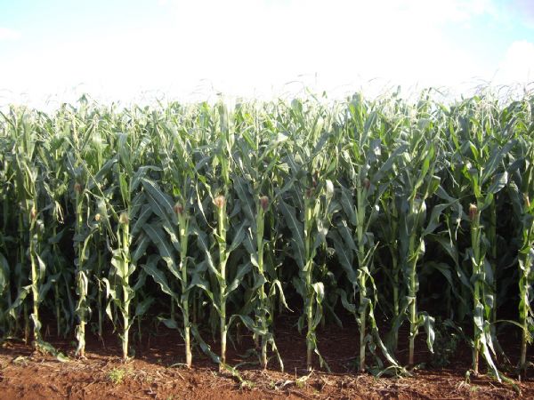 Produtividade do milho deve crescer ainda mais com as chuvas previstas