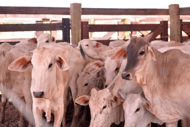 Leilão da Parecis SuperAgro negocia quase R$ 3 mi em gado; raça Wagyu entre os animais