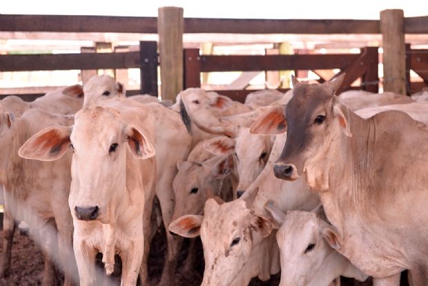 Leilo da Parecis SuperAgro negocia quase R$ 3 mi em gado; raa Wagyu entre os animais