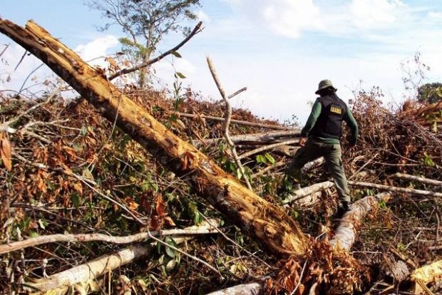 Estudo mostra que 40% da madeira explorada em MT teve origem ilegal nos ltimos anos; Sema contesta