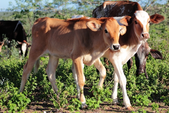 Valor de venda dos bezerros apresenta reduo de 28,99% em Mato Grosso