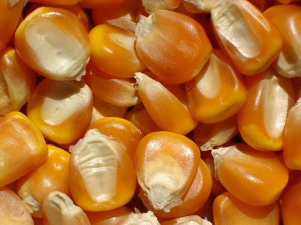 Por falta de interesse leiles vendem pouco mais de 7 mil toneladas de milho