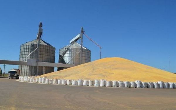 Cooperativa em Sorriso j tem mais de 160 mil sacas de milho depositadas ao relento