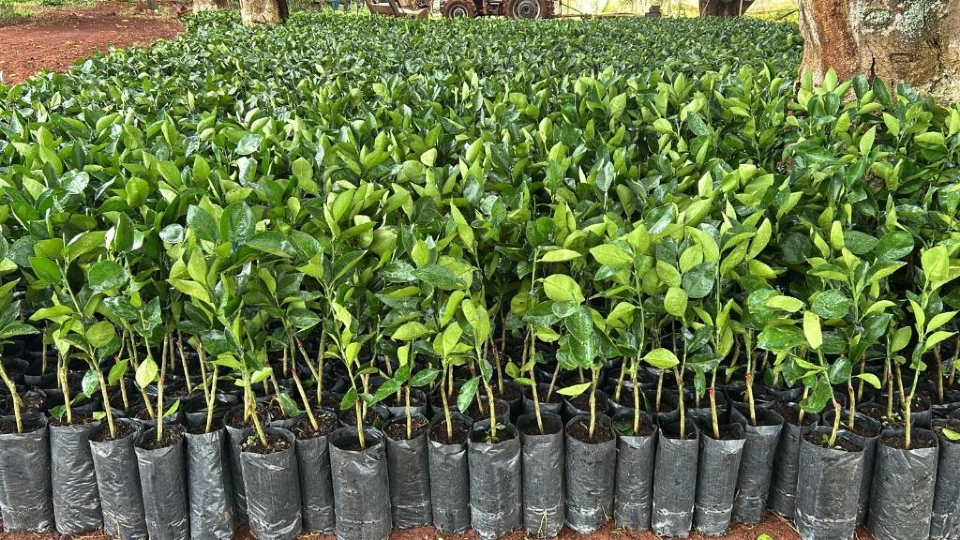 Governo de MT distribui 170 mil mudas ctricas para pequenos produtores de 47 municpios