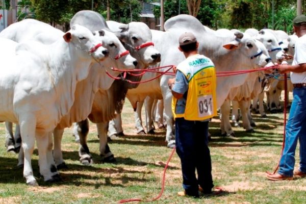 Animais colocados sob julgamento neste domingo, em Cuiab