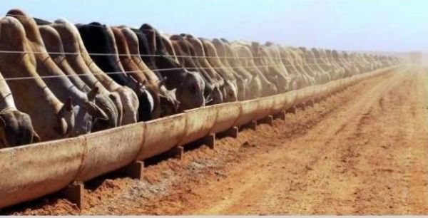 Aumenta entrega para abate de bovinos terminados em confinamento