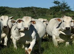 OIE mantm status do Brasil de risco insignificante para 'vaca louca'; embargos podem cair