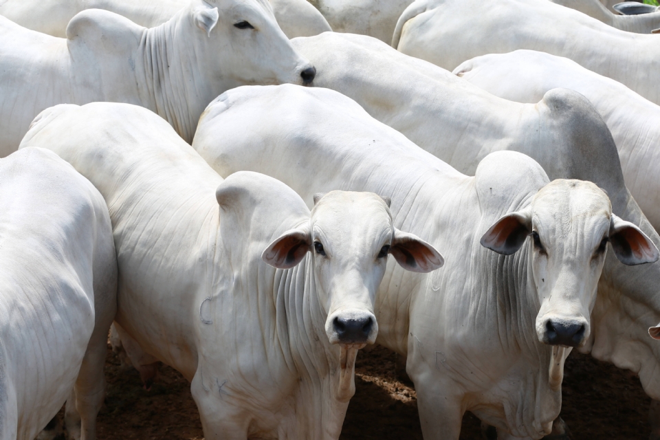 Produtores rurais aumentam estoque de insumos para suplementar bovinos durante perodo de seca
