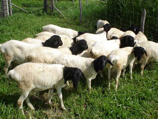 Sorriso sediará 'Famato em Campo' sobre criação de ovinos