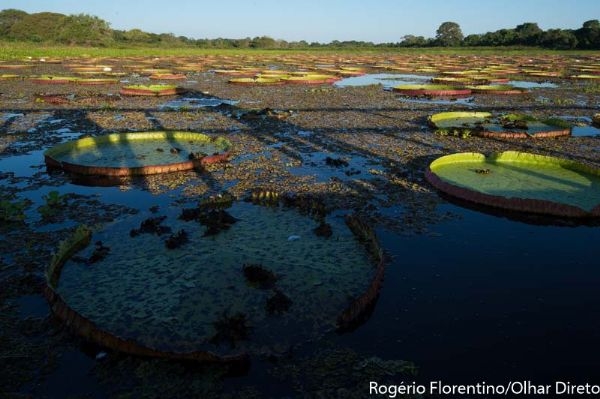 Mato Grosso recebe R$ 60 milhes da Alemanha e Reino Unido por reduo na emisso de carbono