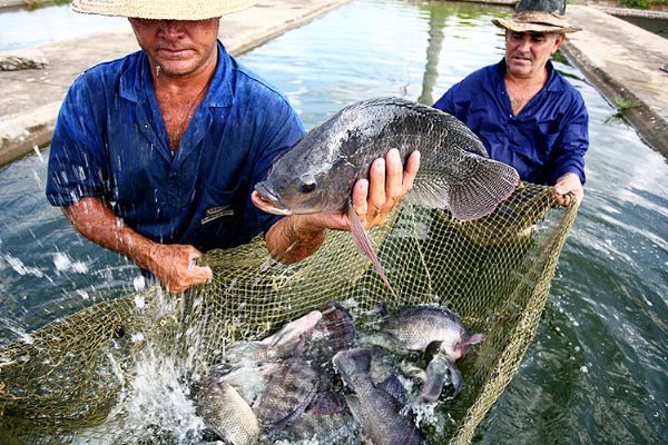 Apesar do alto custo e trabalho na instalao de tanques, Mato Grosso se destaca na piscicultura