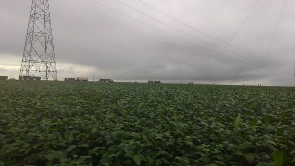Chuva atrapalha produtividade da soja em Mato Grosso; pode chover neste final de semana