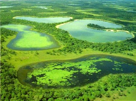 Bioma Pantanal ter um instituto especializado em pesquisa