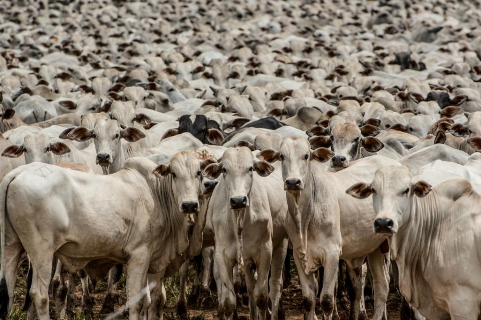Mato Grosso receber certificao internacional de zona livre da febre aftosa sem vacinao