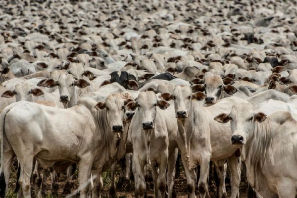 Pecuarista em Mato Grosso chega a receber R$ 2 a mais por arroba do boi para Unio Europeia