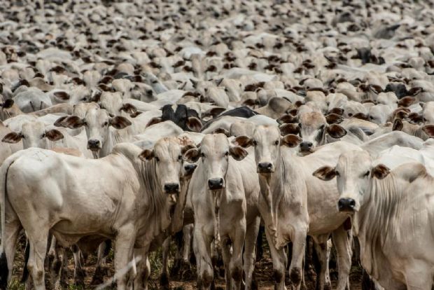 Mato Grosso busca junto  Embrapa apoio na elaborao de proposta de legislao da poro do pantanal