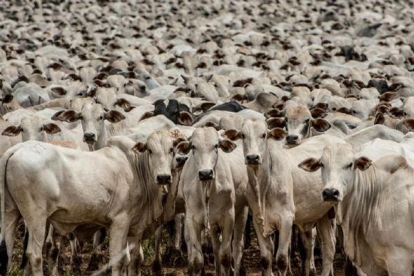 Vigilncia Sanitria e status livre da aftosa devem elevar vendas de carne bovina ao Japo