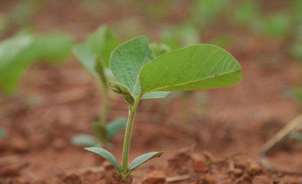 Agricultores de Mato Grosso dobram rea plantada de soja em uma semana
