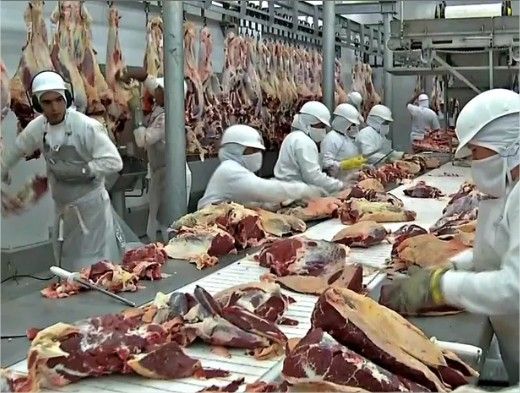Exportaes bovinas de MT caem aps queda de mais de 50% nas compras de Egito e Ir