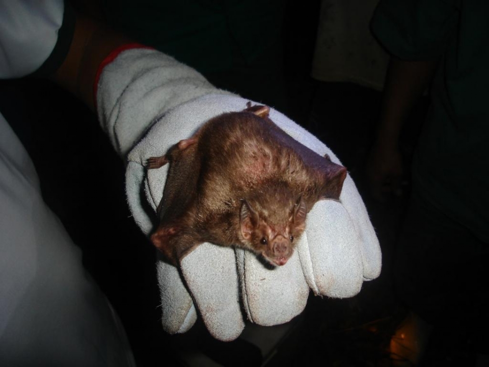 A raiva em bovinos � transmitida pela mordida de morcegos hemat�fagos