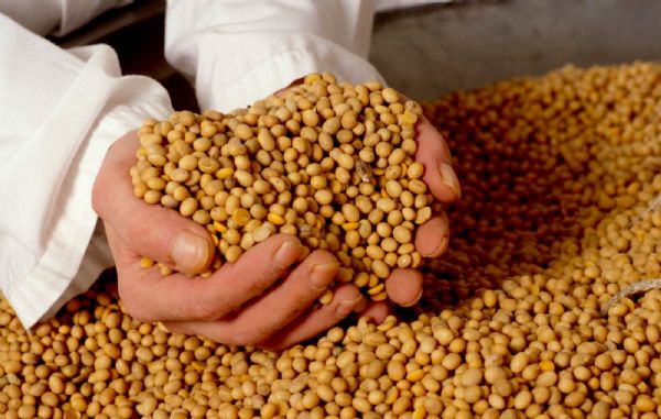 Produtores uruguaios pagam pelo uso de semente na produção de soja