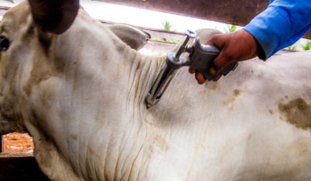 Mato Grosso vacina 99,63% do rebanho bovino e bubalino na primeira etapa de 2018