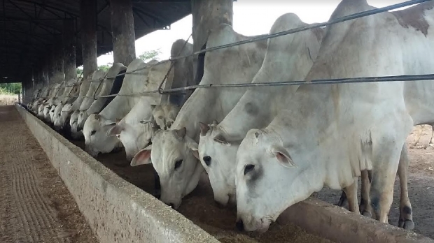 Dia de Campo realizado em maro na Parecis SuperAgro buscar alternativas para pecuria mais lucrativa