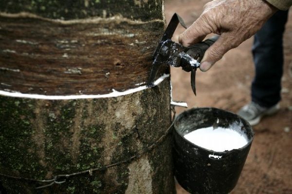 Incluso de pequenos produtores de borracha em poltica de preo  cobrada por Fvaro