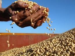 Preos da soja despencam no mercado interno, diz Cepea