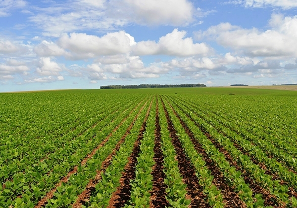 Produtores com dificuldades desde antes da pandemia no tero novos prazos para pagar prestaes