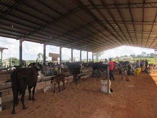 Castanheira recebe tradicional torneio leiteiro e curso de derivados do leite