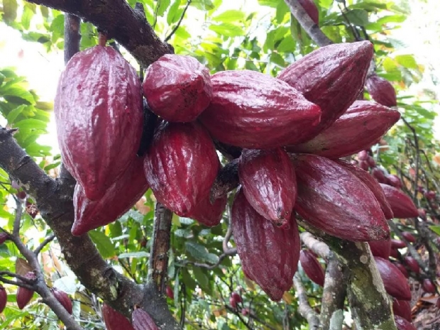 Tecnologia e mudas enxertadas permitem o aumento do cultivo do cacau no interior de MT