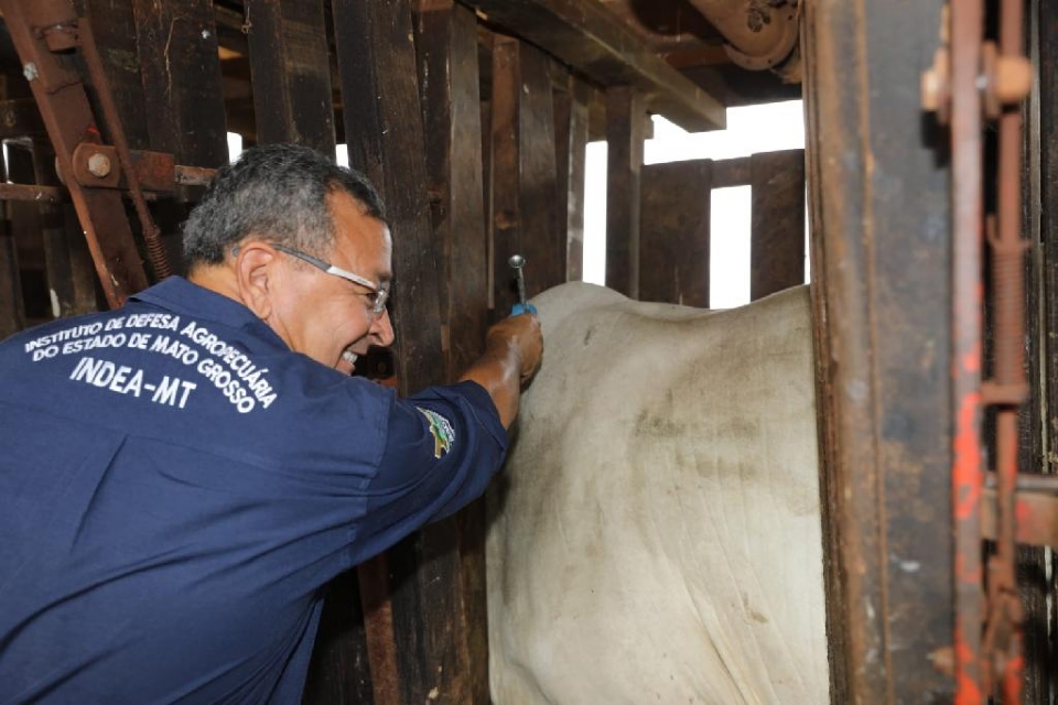 Mato Grosso encerra vacinao contra febre aftosa aps 30 anos de imunizao