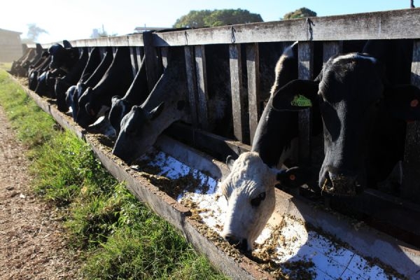 Governo de MT irá distribuir mil novilhas prenhas para fomentar cadeia produtiva de leite no estado;  envie propostas 