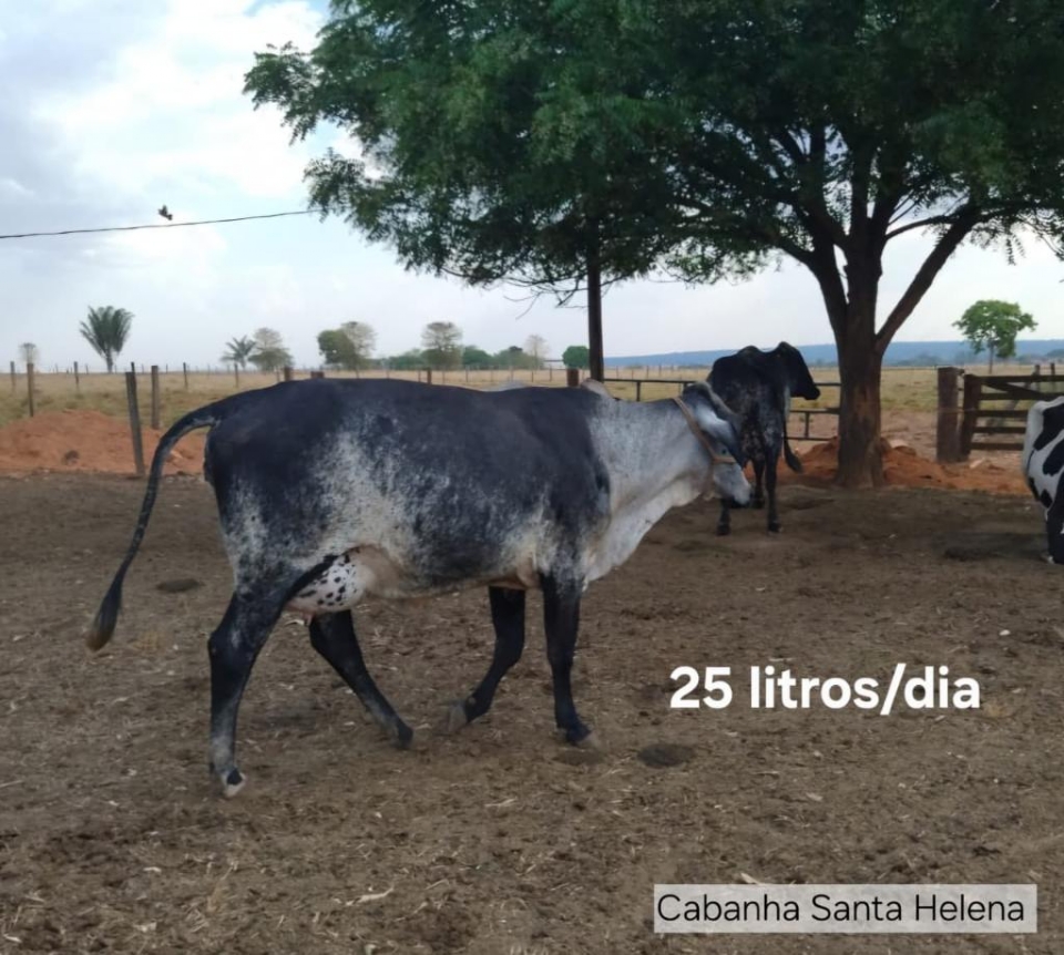 Melhoramento Gentico impulsiona produo de leite em propriedades da agricultura familiar em MT