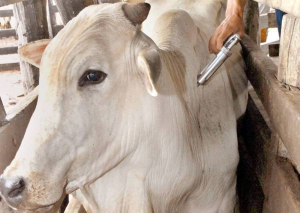 Mato Grosso deve vacinar cerca de 13 milhes de cabeas de gado contra aftosa em maio