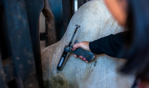 Vacinação contra febre aftosa alcança 29 milhões bovinos e bubalinos em MT