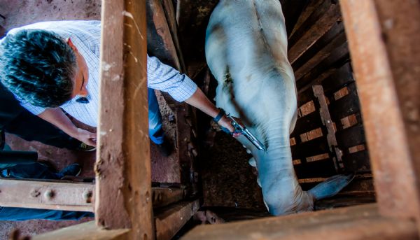 Produtor que no vacinar contra a febre aftosa poder pagar multa de 2,25 UPF em Mato Grosso por cabea no imunizada