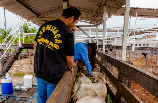 Comunicao da vacinao da aftosa em Mato Grosso  prorrogada at dia 11 de julho