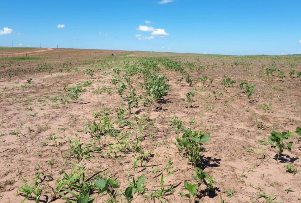 Perodo de vazio sanitrio da soja comea neste domingo em Mato Grosso