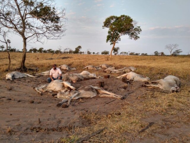 Frio faz sensação térmica chegar a 0ºC e causa morte de gado em fazendas de Mato Grosso
