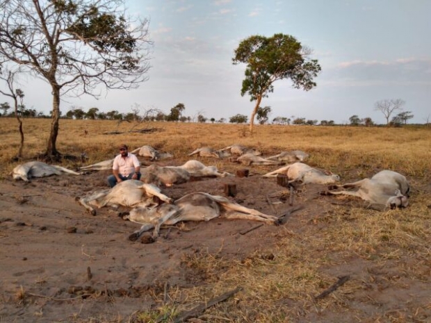 Frio faz sensao trmica chegar a 0C e causa morte de gado em fazendas de Mato Grosso