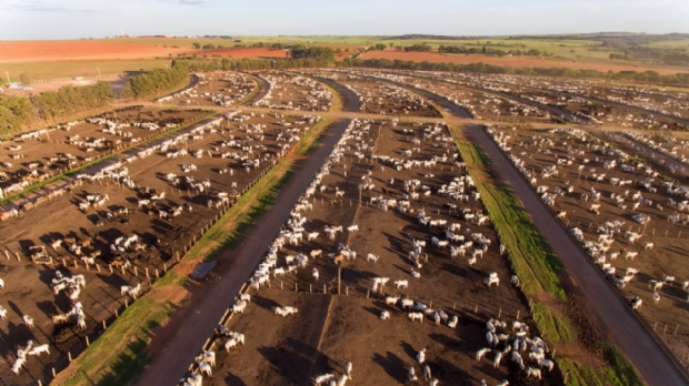 Friboi inaugura confinamento em Mato Grosso com capacidade de 30 mil animais por ano