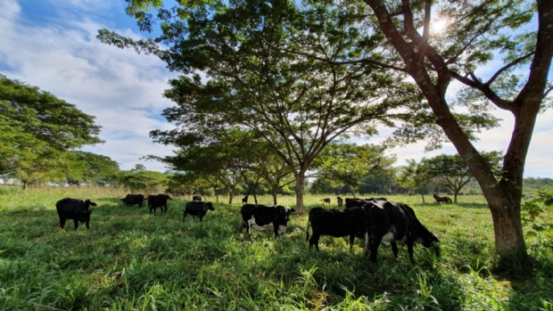 Pecuária sustentável beneficia mais de 1.650 famílias na região amazônica de Mato Grosso