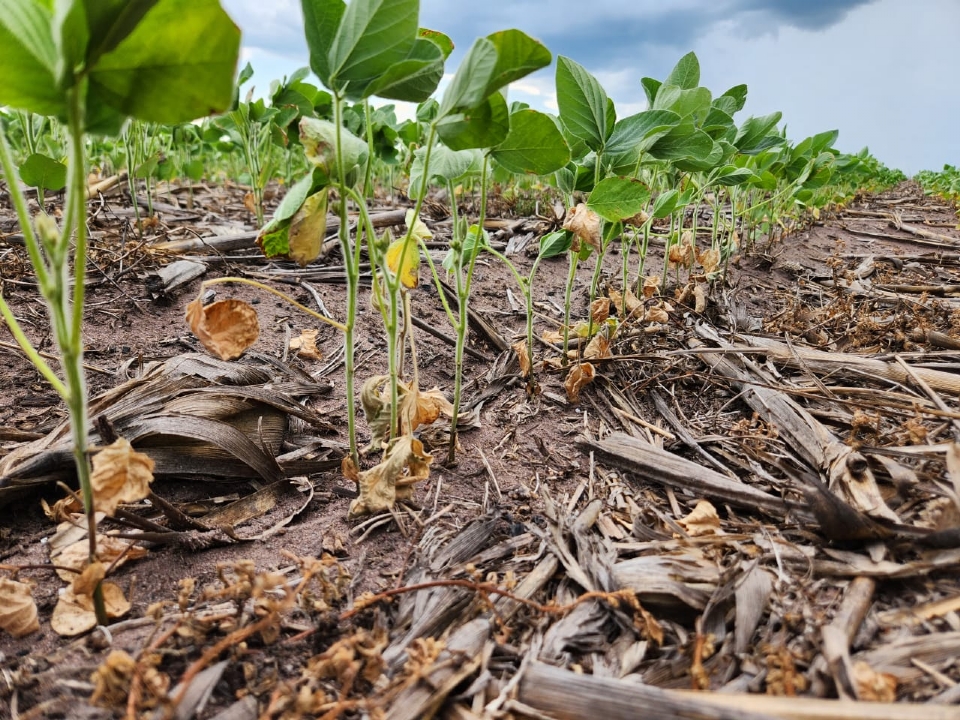 Instabilidade climtica preocupa agricultores de MT; reas sem chuvas h 25 dias