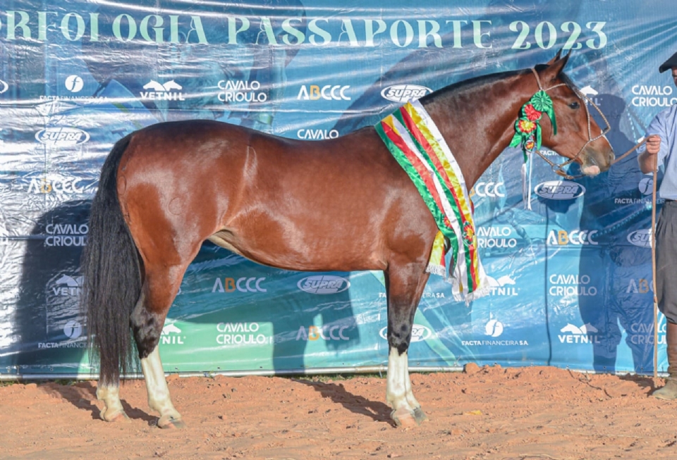 Exemplares de cavalo crioulo so selecionados para Nacional da Morfologia durante Semana do Cavalo