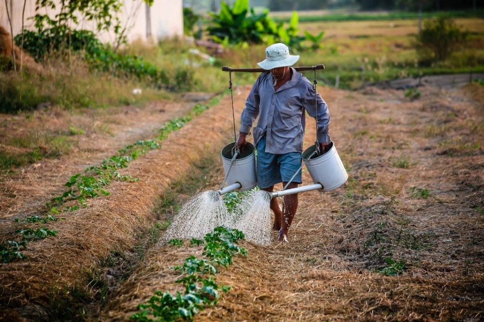 Comisso de Agricultura aprova PL que prorroga prazos para renegociao de dvidas de crdito rural