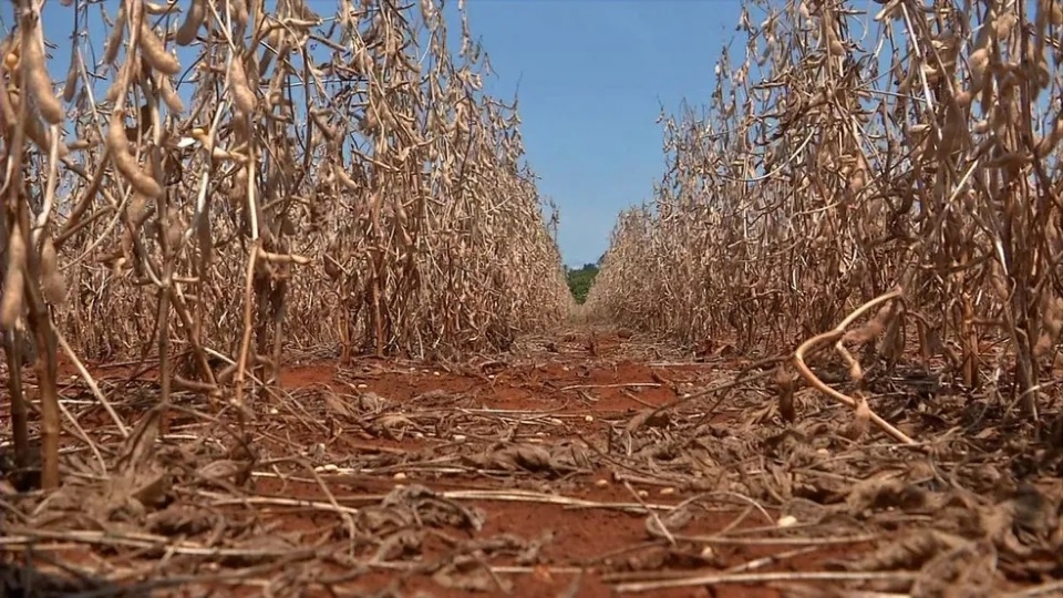 Mato Grosso lidera em severidade da seca entre as unidades da Federao