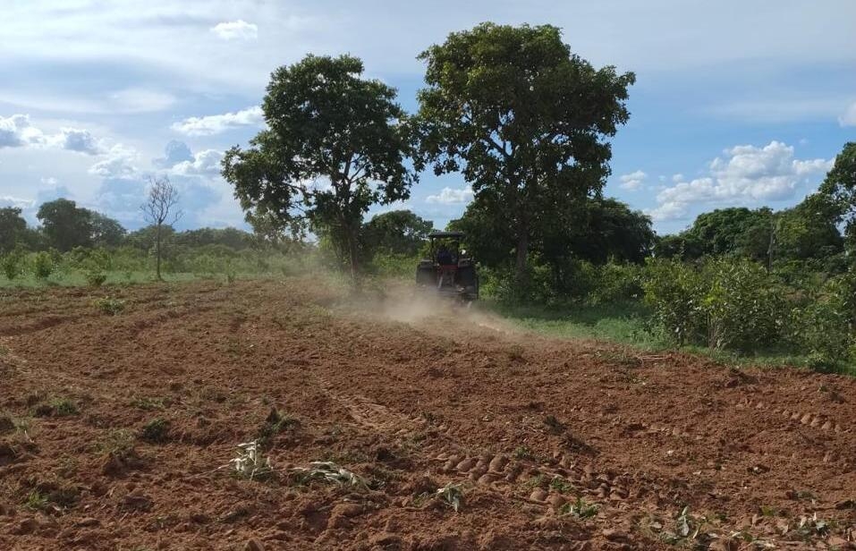 Governo investe em projeto-piloto que garantir produo e venda de gengibre e aafro