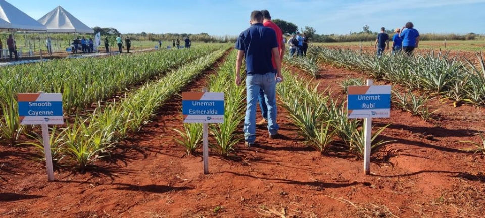 Novas espcies de abacaxi desenvolvidas pela Unemat no possui espinhos e  resiste a pragas
